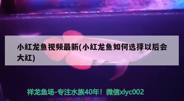 小紅龍魚視頻最新(小紅龍魚如何選擇以后會(huì)大紅) 生態(tài)瓶/創(chuàng)意缸/桌面微景缸