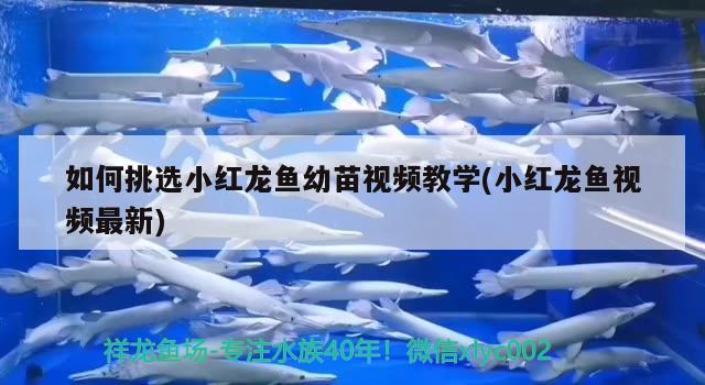 如何挑選小紅龍魚幼苗視頻教學(xué)(小紅龍魚視頻最新)