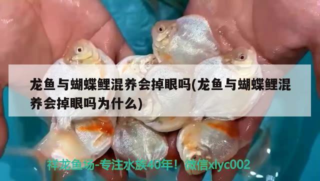 龍魚與蝴蝶鯉混養(yǎng)會(huì)掉眼嗎(龍魚與蝴蝶鯉混養(yǎng)會(huì)掉眼嗎為什么) 蝴蝶鯉