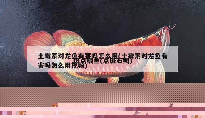 土霉素對龍魚有害嗎怎么用(土霉素對龍魚有害嗎怎么用視頻)