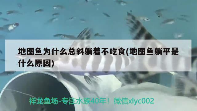 地圖魚(yú)為什么總斜躺著不吃食(地圖魚(yú)躺平是什么原因)