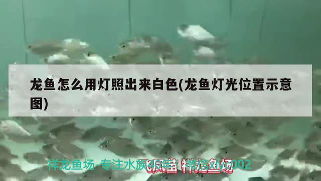 龍魚怎么用燈照出來白色(龍魚燈光位置示意圖) 黃金鴨嘴魚