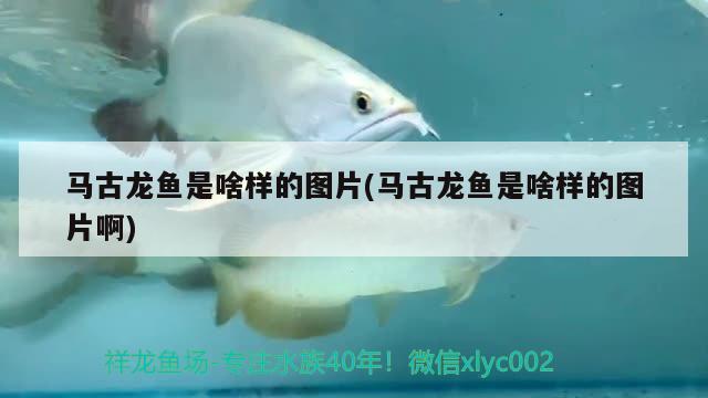 馬古龍魚(yú)是啥樣的圖片(馬古龍魚(yú)是啥樣的圖片啊)