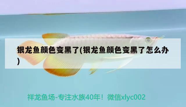 銀龍魚顏色變黑了(銀龍魚顏色變黑了怎么辦) 銀龍魚