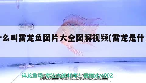 什么叫雷龍魚圖片大全圖解視頻(雷龍是什么) 月光鴨嘴魚