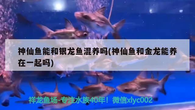 神仙魚能和銀龍魚混養(yǎng)嗎(神仙魚和金龍能養(yǎng)在一起嗎) 銀龍魚百科