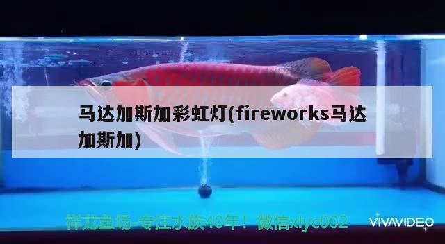 馬達(dá)加斯加彩虹燈(fireworks馬達(dá)加斯加)