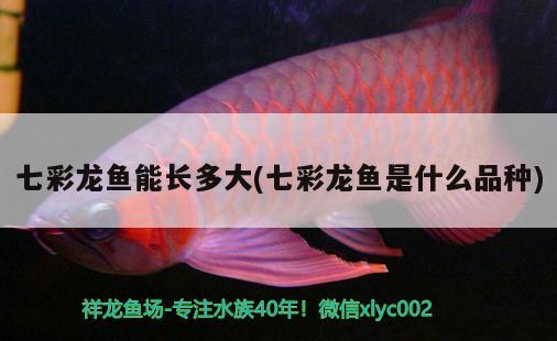 七彩龍魚(yú)能長(zhǎng)多大(七彩龍魚(yú)是什么品種) 非洲金鼓魚(yú)