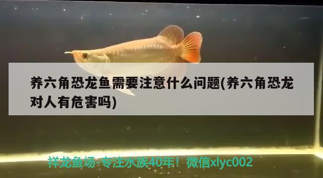 養(yǎng)六角恐龍魚需要注意什么問題(養(yǎng)六角恐龍對(duì)人有危害嗎)