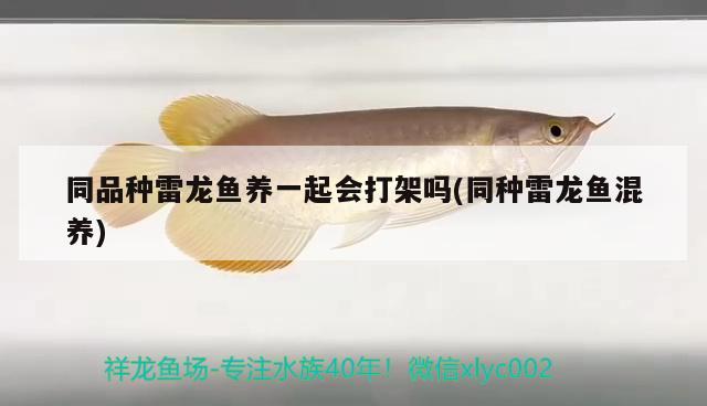 同品種雷龍魚養(yǎng)一起會打架嗎(同種雷龍魚混養(yǎng))