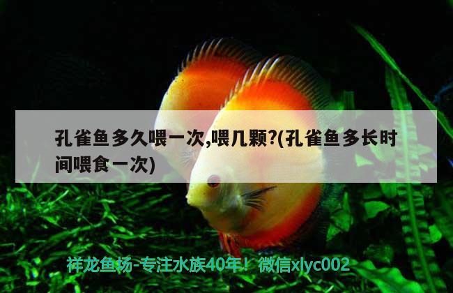 孔雀魚多久喂一次,喂幾顆?(孔雀魚多長時(shí)間喂食一次)