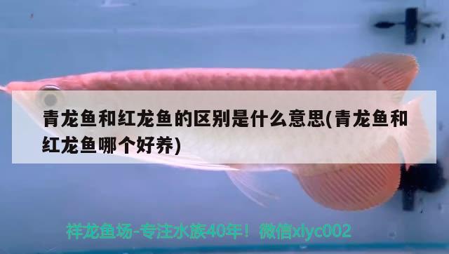 青龍魚和紅龍魚的區(qū)別是什么意思(青龍魚和紅龍魚哪個好養(yǎng))