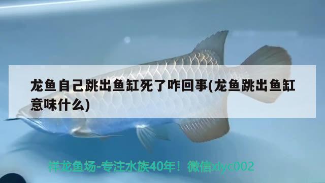 龍魚自己跳出魚缸死了咋回事(龍魚跳出魚缸意味什么)