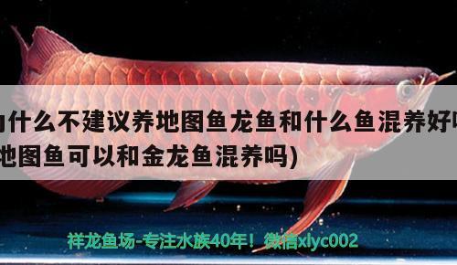 為什么不建議養(yǎng)地圖魚龍魚和什么魚混養(yǎng)好呢(地圖魚可以和金龍魚混養(yǎng)嗎)