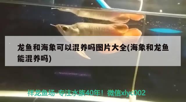 龍魚和海象可以混養(yǎng)嗎圖片大全(海象和龍魚能混養(yǎng)嗎) 夢幻雷龍魚 第1張