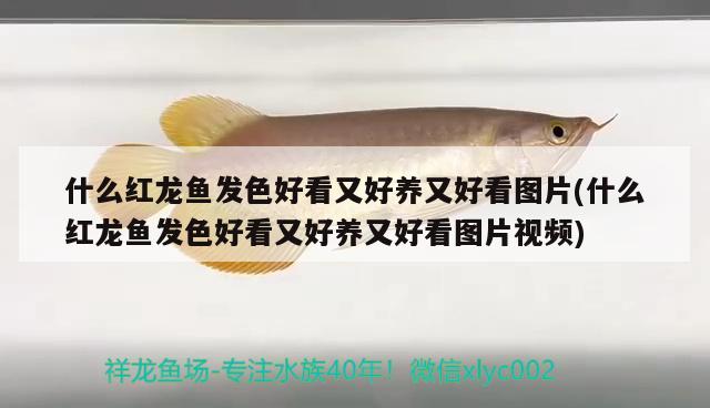 什么紅龍魚發(fā)色好看又好養(yǎng)又好看圖片(什么紅龍魚發(fā)色好看又好養(yǎng)又好看圖片視頻)