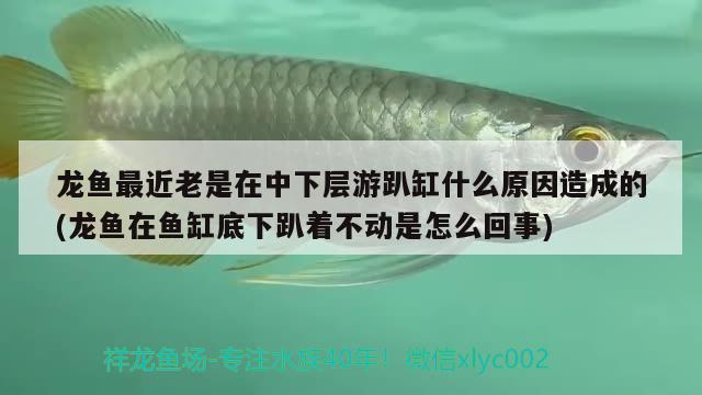 龍魚最近老是在中下層游趴缸什么原因造成的(龍魚在魚缸底下趴著不動是怎么回事)