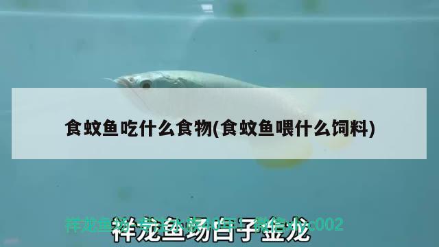 食蚊魚吃什么食物(食蚊魚喂什么飼料)