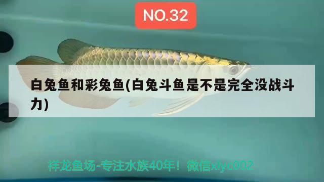 白兔魚和彩兔魚(白兔斗魚是不是完全沒戰(zhàn)斗力)