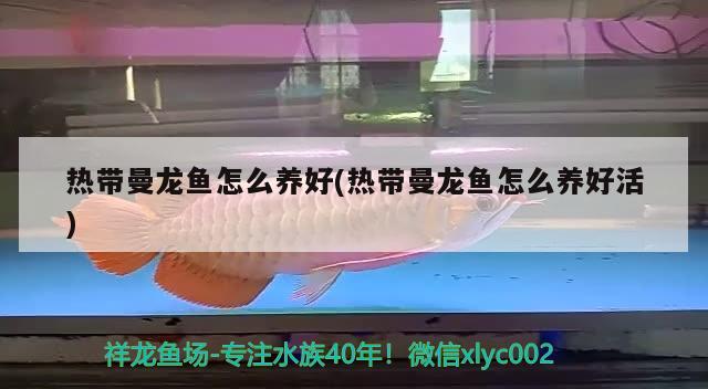 熱帶曼龍魚怎么養(yǎng)好(熱帶曼龍魚怎么養(yǎng)好活)