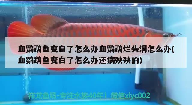 血鸚鵡魚(yú)變白了怎么辦血鸚鵡爛頭洞怎么辦(血鸚鵡魚(yú)變白了怎么辦還病殃殃的)