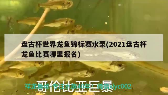 盤古杯世界龍魚錦標(biāo)賽水泵(2021盤古杯龍魚比賽哪里報(bào)名) 藍(lán)底過背金龍魚