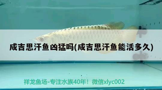 成吉思汗魚兇猛嗎(成吉思汗魚能活多久) 觀賞魚