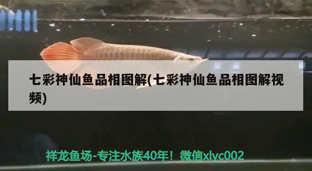 七彩神仙魚品相圖解(七彩神仙魚品相圖解視頻) 七彩神仙魚