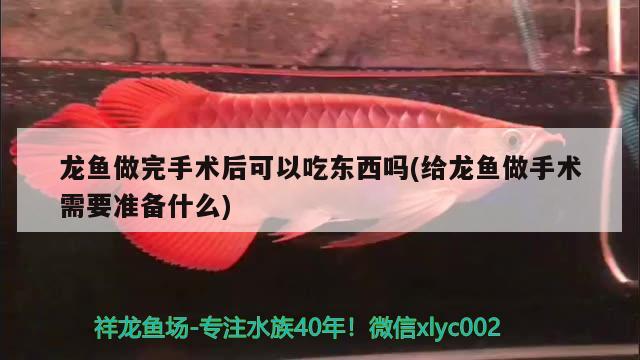 龍魚做完手術(shù)后可以吃東西嗎(給龍魚做手術(shù)需要準(zhǔn)備什么) 白子銀龍魚苗