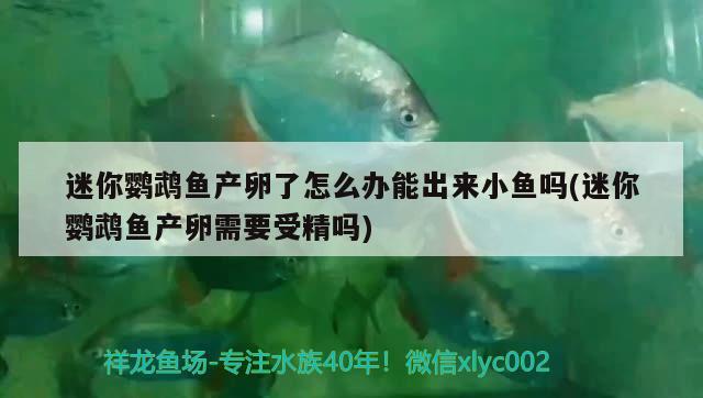 迷你鸚鵡魚產(chǎn)卵了怎么辦能出來小魚嗎(迷你鸚鵡魚產(chǎn)卵需要受精嗎) 鸚鵡魚