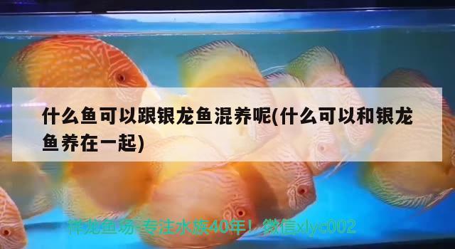 什么魚可以跟銀龍魚混養(yǎng)呢(什么可以和銀龍魚養(yǎng)在一起) 銀龍魚