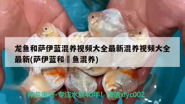 龍魚和薩伊藍混養(yǎng)視頻大全最新混養(yǎng)視頻大全最新(薩伊藍和魟魚混養(yǎng)) 薩伊藍魚