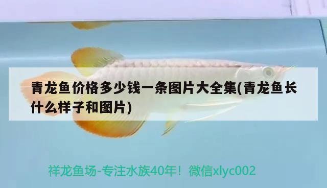 青龍魚價格多少錢一條圖片大全集(青龍魚長什么樣子和圖片) 青龍魚