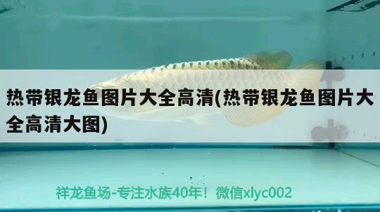 熱帶銀龍魚圖片大全高清(熱帶銀龍魚圖片大全高清大圖)