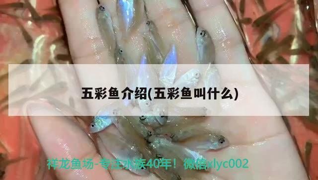 五彩魚介紹(五彩魚叫什么)