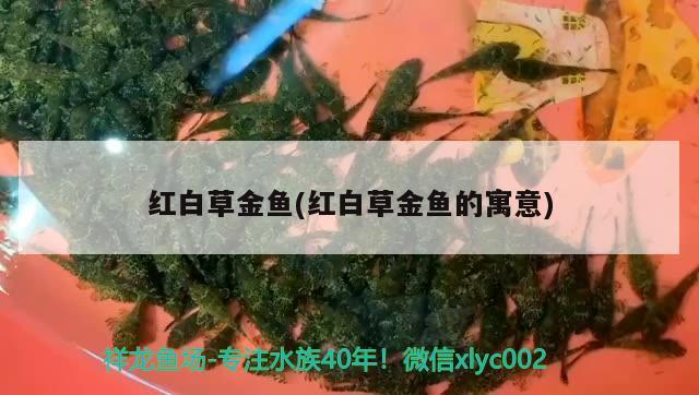 紅白草金魚(紅白草金魚的寓意) 觀賞魚 第2張