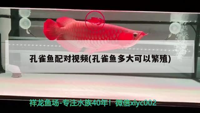 孔雀魚配對視頻(孔雀魚多大可以繁殖) 觀賞魚