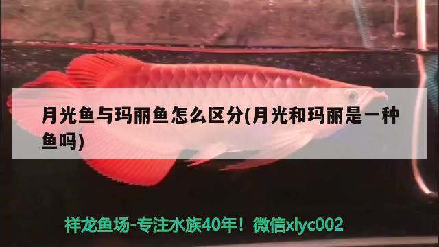 月光魚與瑪麗魚怎么區(qū)分(月光和瑪麗是一種魚嗎)