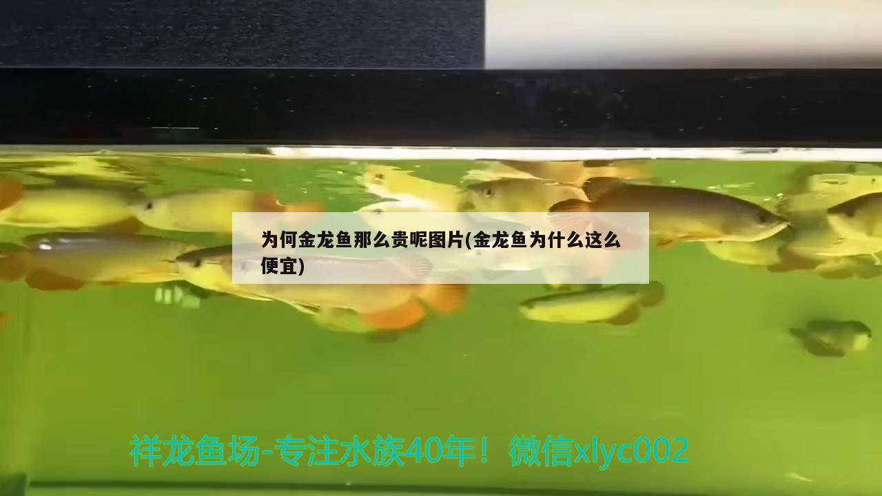 為何金龍魚那么貴呢圖片(金龍魚為什么這么便宜)