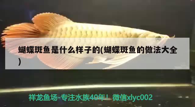 蝴蝶斑魚是什么樣子的(蝴蝶斑魚的做法大全)