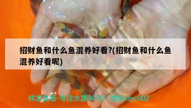 招財(cái)魚和什么魚混養(yǎng)好看?(招財(cái)魚和什么魚混養(yǎng)好看呢)