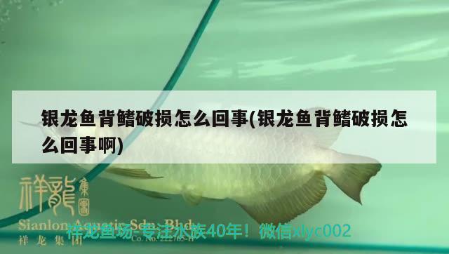 銀龍魚背鰭破損怎么回事(銀龍魚背鰭破損怎么回事啊)