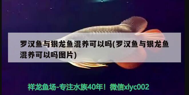 羅漢魚與銀龍魚混養(yǎng)可以嗎(羅漢魚與銀龍魚混養(yǎng)可以嗎圖片) 羅漢魚