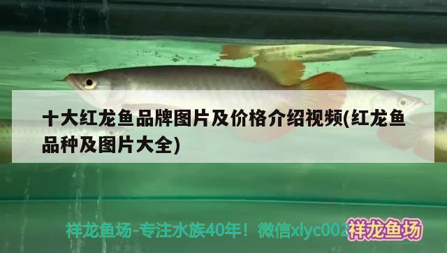 十大紅龍魚(yú)品牌圖片及價(jià)格介紹視頻(紅龍魚(yú)品種及圖片大全) 新加坡號(hào)半紅龍魚(yú)（練手級(jí)紅龍魚(yú)）