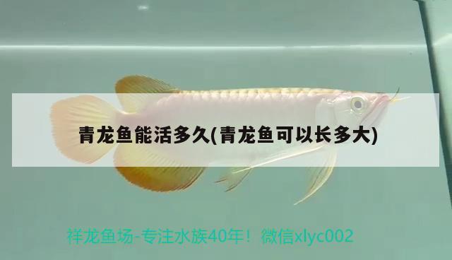 青龍魚能活多久(青龍魚可以長多大) 青龍魚