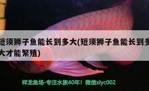 短須獅子魚能長到多大(短須獅子魚能長到多大才能繁殖)