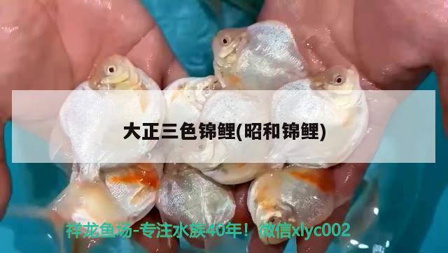 大正三色錦鯉(昭和錦鯉) 三色錦鯉魚