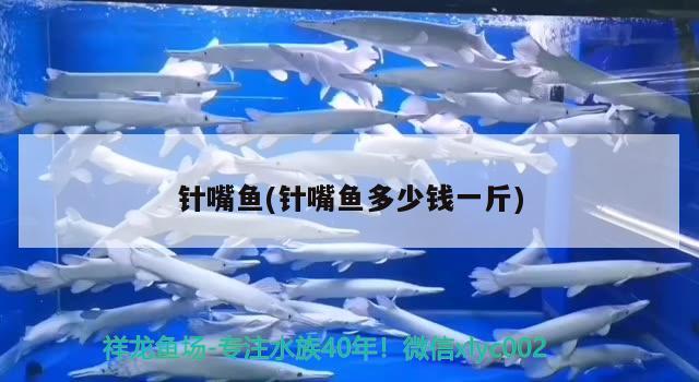 針嘴魚(針嘴魚多少錢一斤) 觀賞魚