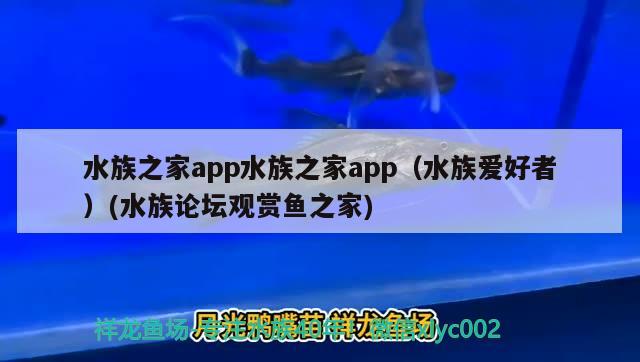 水族之家app水族之家app（水族愛好者）(水族論壇觀賞魚之家) 申古銀版魚