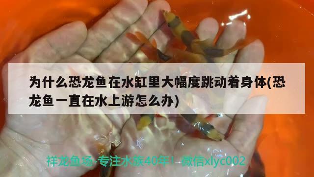 為什么恐龍魚在水缸里大幅度跳動著身體(恐龍魚一直在水上游怎么辦)